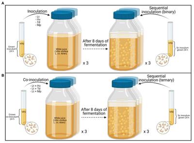 Biocompatibility in Ternary Fermentations With Lachancea thermotolerans, Other Non-Saccharomyces and Saccharomyces cerevisiae to Control pH and Improve the Sensory Profile of Wines From Warm Areas